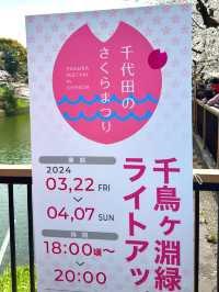 東京　東京観光　千鳥ヶ淵緑道の桜並木は最高！
