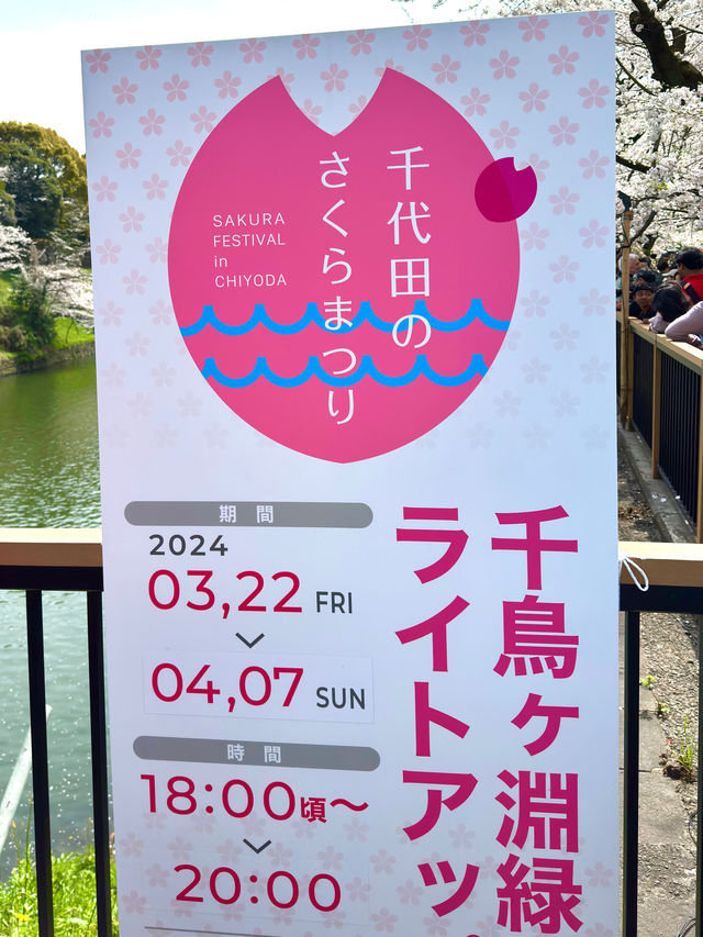 東京　東京観光　千鳥ヶ淵緑道の桜並木は最高！