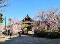 Pretty Ueno Park
