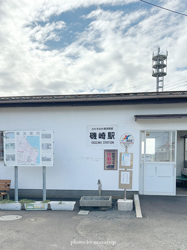 【茨城/ひたちなか】おとぎ話にでてきるような木みたい🌳