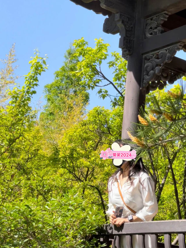 🏯푸릇푸릇 꼭 가야할 봄여행! 수원 도심 한복판의 월화원