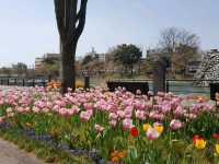 Spring at Toyama Castle