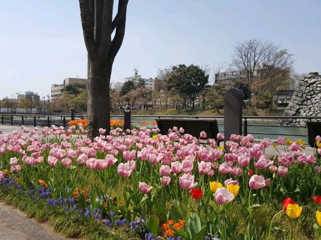 Spring at Toyama Castle