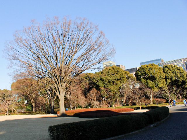 Charming Imperial Palace Garden in Tokyo 🇯🇵