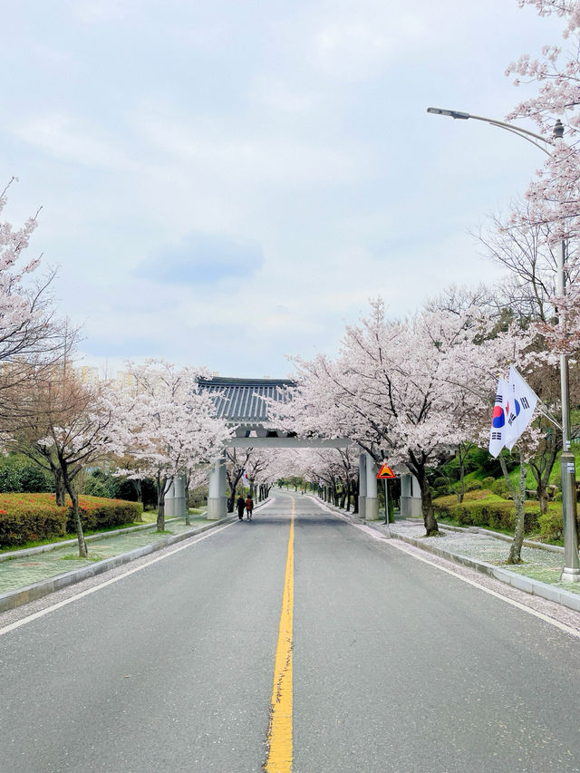 창원 태극기와 벚꽃을 함께 볼 수 있는 곳🇰🇷💗