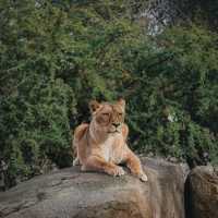 廣州動物園：珍稀動物，放鬆心情的理想去處