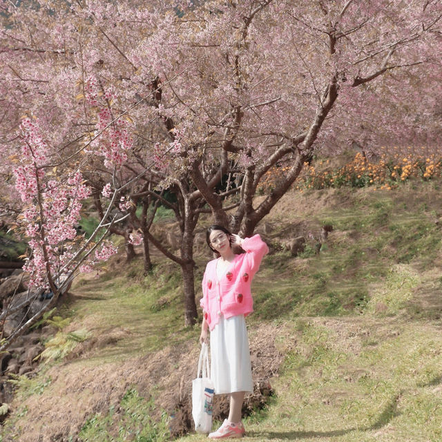 🌸 ซากุระเมืองไทย @ขุนวาง เชียงใหม่