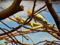Rotterdam Zoo