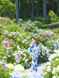 【千葉】どっから見ても紫陽花だらけ😍 250品種・10,000株以上の紫陽花がお出迎え✨
