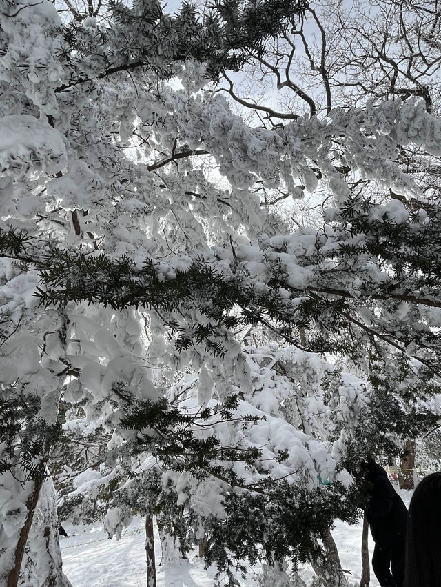 제주도 겨울 필수코스 ‘1100고지’❄️