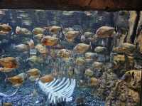 雅加達大型Mall內水族館