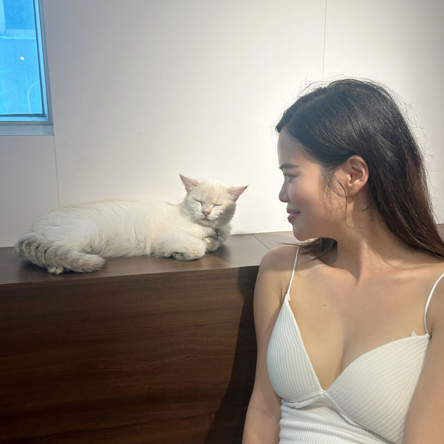 URBAN Cafe   🐱