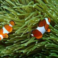 Kota Kinabalu: Diving into Adventure and Serenity in Sabah