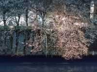 【目黒川の桜】目黒区