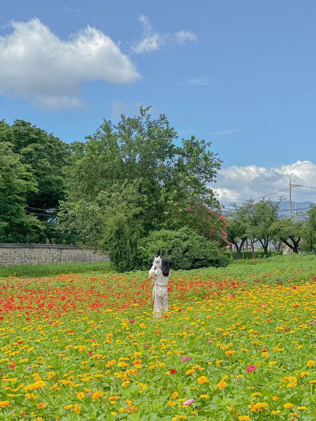 알록달록 백일홍 가득 핀 경주 분황사💛❤️ 