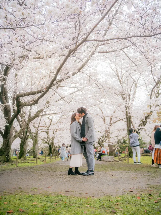🇯🇵 福岡櫻花公園🌸早晚櫻花景色超不同 💜