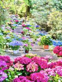 〜奈良県〜由緒あるお寺さん見られる紫陽花！絶景スポット