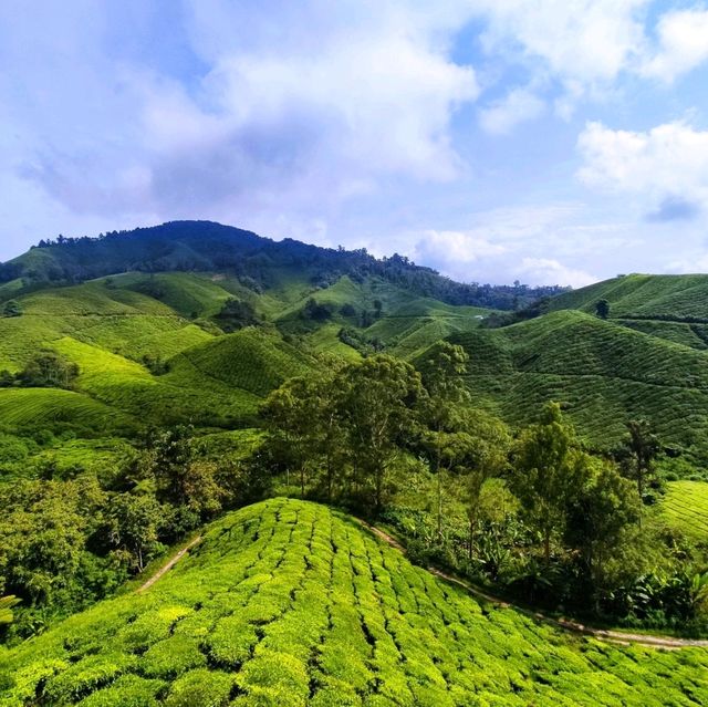  The Hills Are Alive With the Sound of Birds!!!