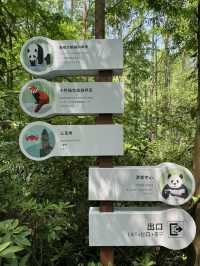 A must in Chengdu!  Chengdu main’s attractions! 🐼 Giant Panda Base 