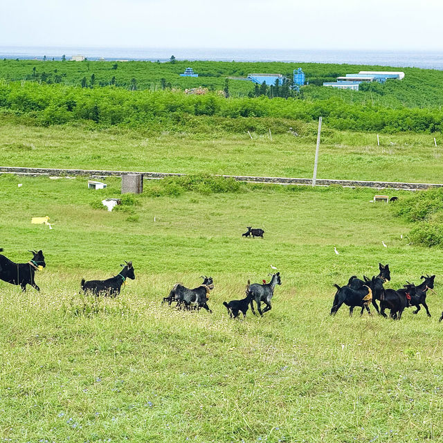 如果你也想暫時逃離都市，尋找一片心靈的棲息地，澎湖七美島絕對是一個值得一去的地方。