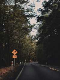 Road Trip to Fiordland National Park