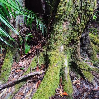 Daintree Rainforest: A Journey into Australia’s Pristine and Ancient Wilderness