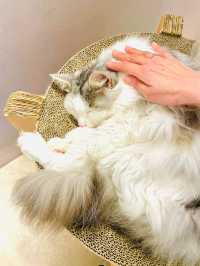 【東京都】猫のふれあいパーク「ニャンジャタウン」