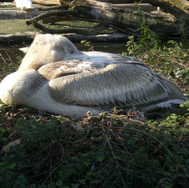 柏林動物園：舒適環境，開心遊動物園