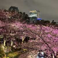 🌸 東京ミッドタウン - 六本木の洗練された都市空間と檜町公園の桜