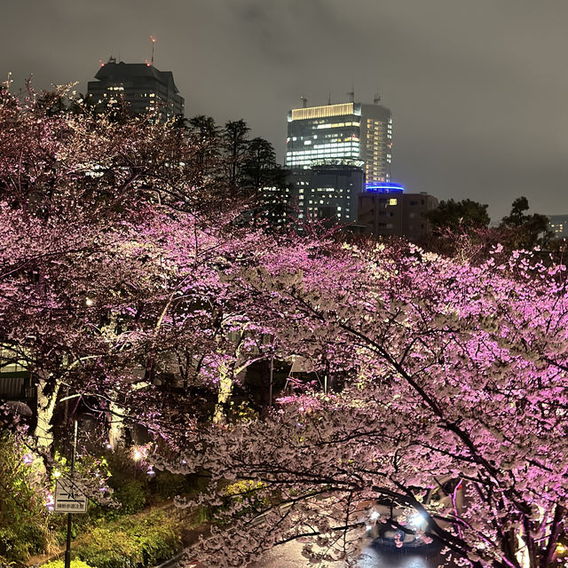 🌸 東京ミッドタウン - 六本木の洗練された都市空間と檜町公園の桜