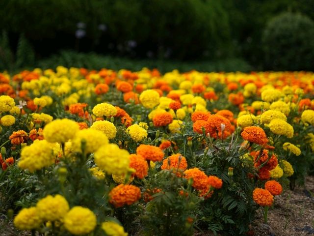 福岡 - 能古島賞萬壽菊及其他花