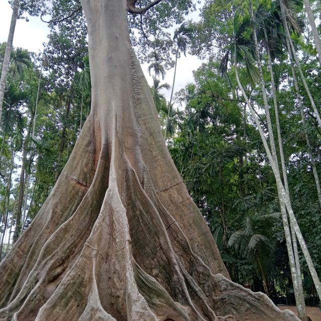 ต้นไม้ยักษ์บ้านสะนำ🌳