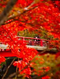 【青森】「ここはすべてが魅力的である。」と海外の文献に残る紅葉スポット🍁観光攻略付き✨