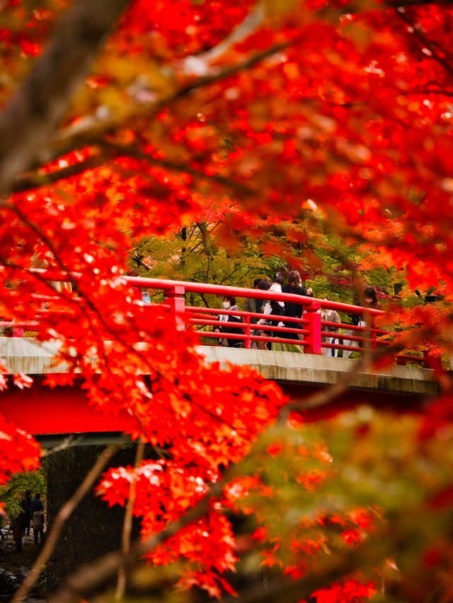 【青森】「ここはすべてが魅力的である。」と海外の文献に残る紅葉スポット🍁観光攻略付き✨