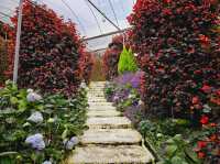 Flowers blooming at Flora Park, Cameron Highlands