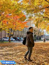 賞銀杏最佳景點：北海道大學銀杏併木大道