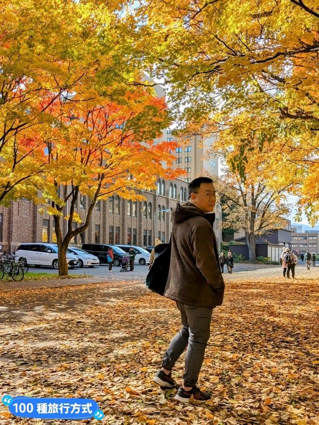賞銀杏最佳景點：北海道大學銀杏併木大道
