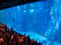 รีวิว S.E.A. Aquarium🇸🇬 