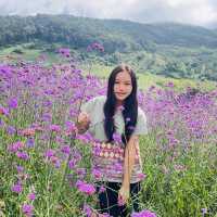 สวนดอกไม้ริมข้างทาง  ทุ่งบัวตอง แม่ฮ่องสอน