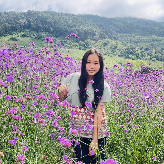 สวนดอกไม้ริมข้างทาง  ทุ่งบัวตอง แม่ฮ่องสอน