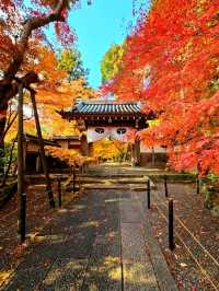 【京都/紅葉スポット】実は花手水が美しい💕めちゃくちゃ人気の人混み必須なお寺🧘‍♀️🍂