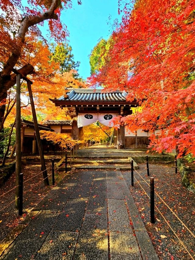 【京都/紅葉スポット】実は花手水が美しい💕めちゃくちゃ人気の人混み必須なお寺🧘‍♀️🍂