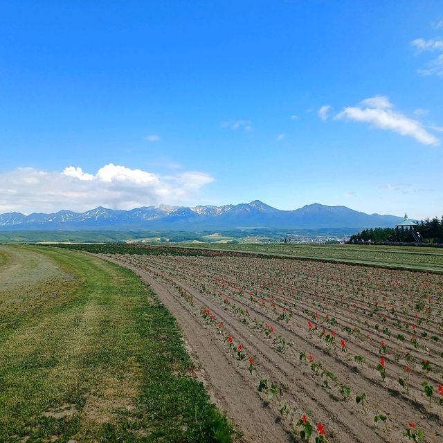 【フラワーランドかみふらの:北海道上富良野町】カラフルなお花が見れるフラワーランドかみふらの🌷