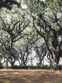 De Djawatan Forest