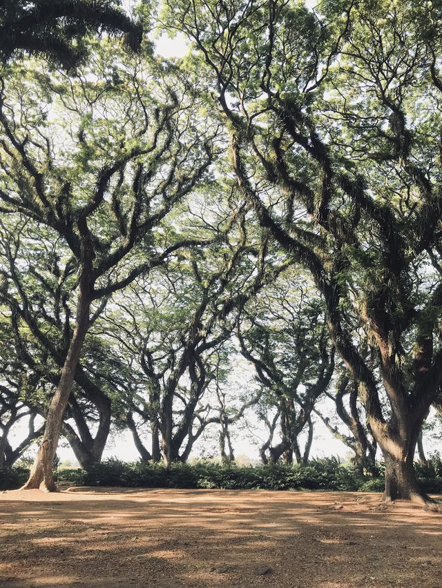 De Djawatan Forest