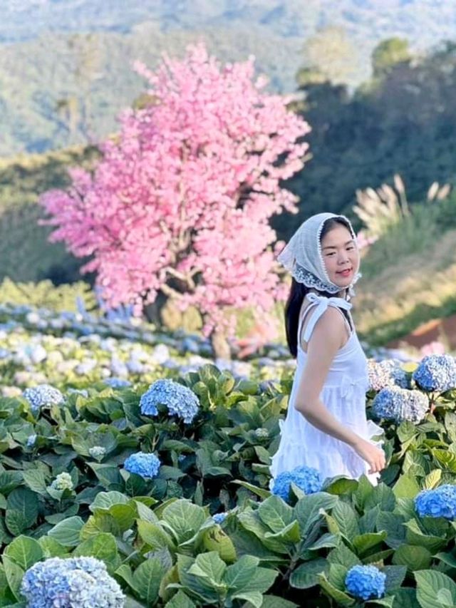 Hydrangea san 