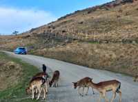 紐西蘭皇后鎮 絕美視野的DeerPark 