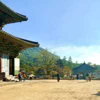 보은 법주사 국화축제