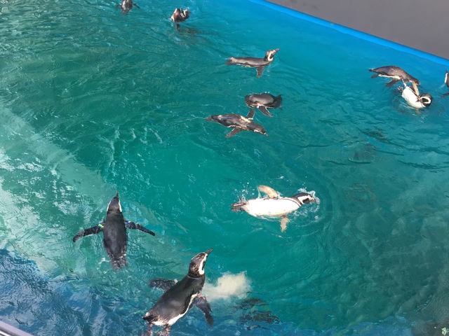 【上越市】絶景オーシャンビューが見れる水族館🐬