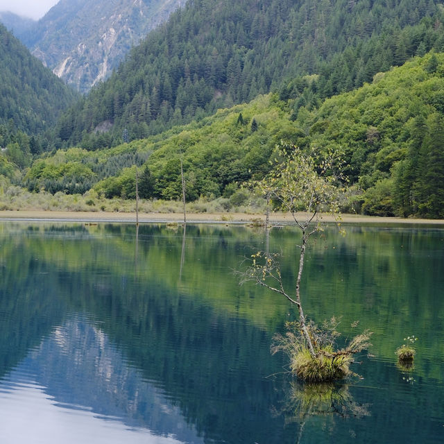 🌿 Exploring Jiuzhaigou: Nature’s Hidden Gem in Sichuan, China! 🌧️  